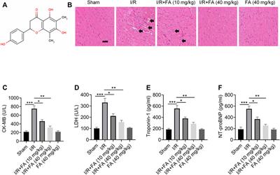 Farrerol Alleviates Myocardial Ischemia/Reperfusion Injury by Targeting Macrophages and NLRP3